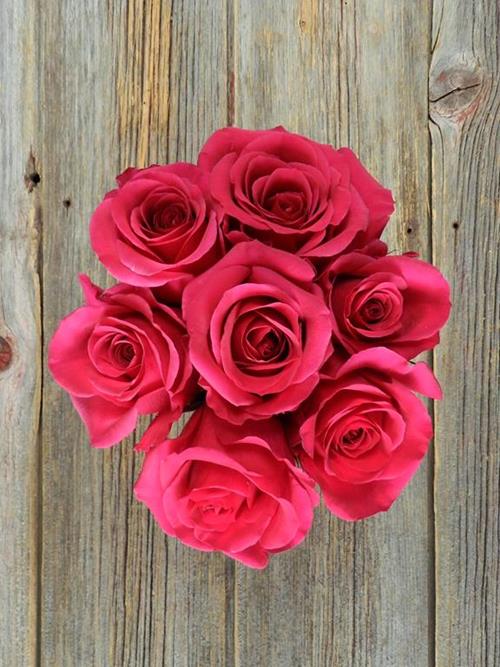 QUEENBERRY  DARK PINK ROSE